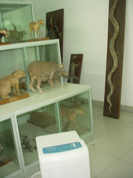 動物標(biāo)本架旁的除濕機(jī)